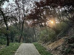 -苏州上方山国家森林公园