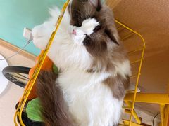 -猫在这儿猫咪咖啡馆·撸猫馆