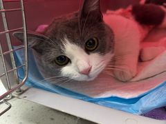 -纳吉亚猫专科动物诊疗中心(蒋宅口分院)