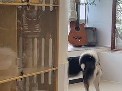 -共舞时光猫咖·狗咖(新街口店)