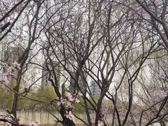 -桃花堤公园