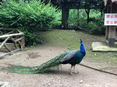 -黔灵山公园
