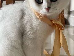 -lincat·猫舍(广州店)