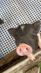 -萌宠亲子动物乐园(槐房万达店)