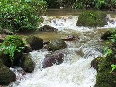 -莫里热带雨林景区