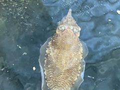-蓝湾碧波·老字号·疍家非遗海上餐厅
