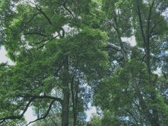 -凤栖山