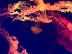 -海合安成都极地海洋公园