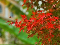 -洋湖国家湿地公园