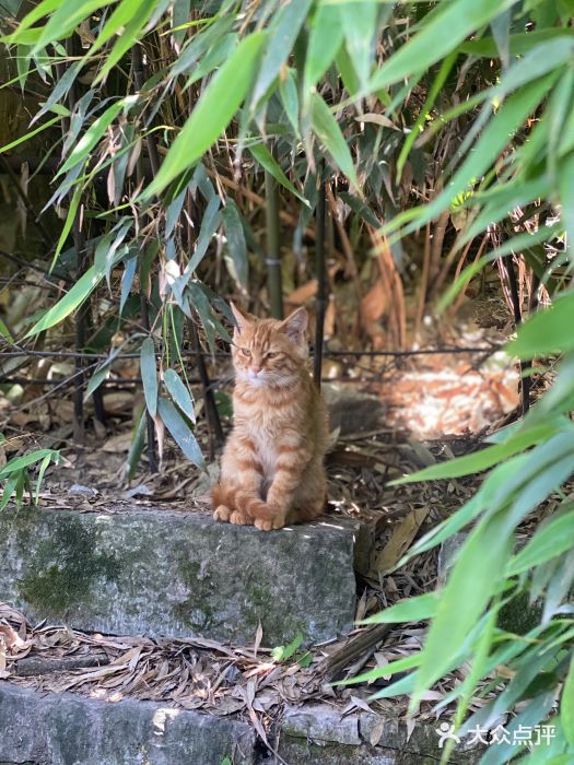 终南山南五台景区图片