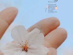 -顾村公园