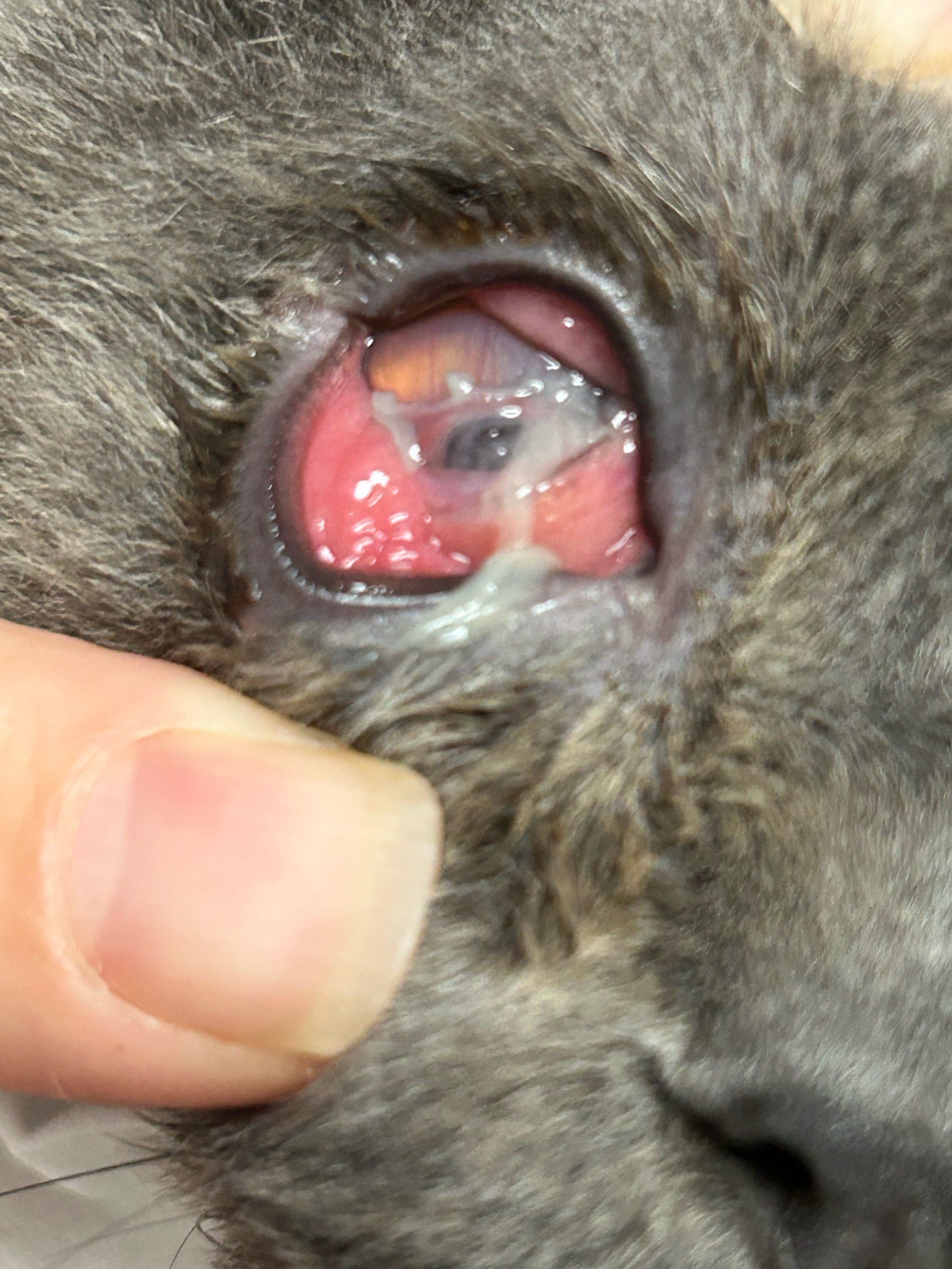 猫角膜穿孔