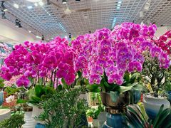 -双季花艺园艺市场(浦东店)