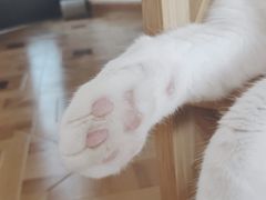 -MOYOYO猫咪咖啡店