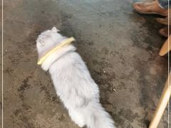 -喵屿·大理花园猫咖