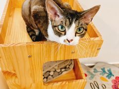 -有喵·猫咖·狗咖·40+猫狗有小奶狗(岗厦店)