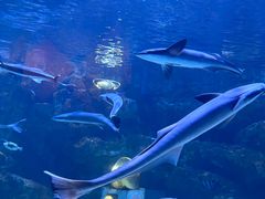 -海合安成都极地海洋公园