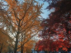 -泰州凤城河风景区-泰山公园