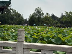 -桂湖森林公园