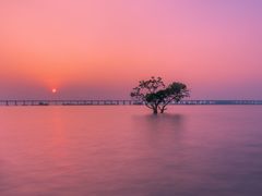 -宝安西湾红树林湿地公园