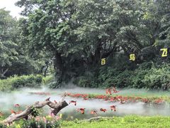 -广州长隆飞鸟乐园