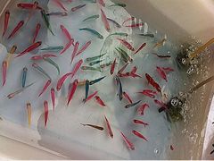 iphone_upload_pic-清平路水族市场
