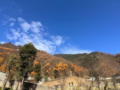 -卧龙自然保护区