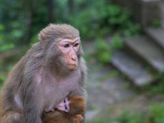 -黔灵山公园
