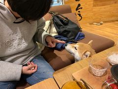 -柴务处·柴犬主题狗咖