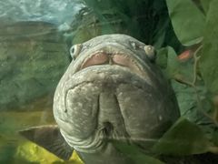 -上海海洋水族馆