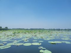 -白洋淀风景区