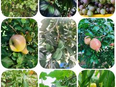 -爱彼格林珑悦幼儿园