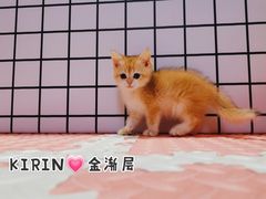 -十年猫舍·猫咪专门店(普陀店)