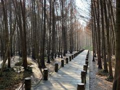 -桤木河湿地公园