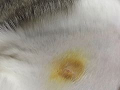 -创凡宠物医院·骨专科  猫科中心(西乡分院)