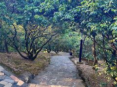 -风云岭森林公园