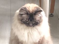 -喵的天空名猫咖啡馆·撸猫·猫舍·用品