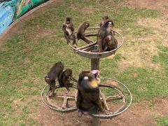 -西霞口神雕山野生动物世界