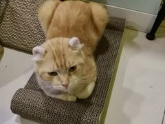 -平行世界·猫咖(首经贸店)