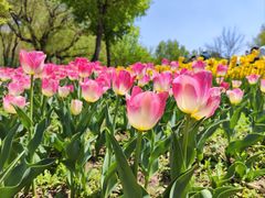 -长春公园(普阳街道)