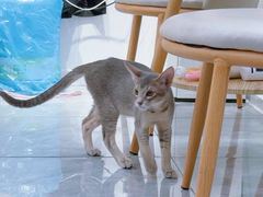-爱洗澡的猫(天河路店)