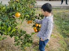 -前小桔亲子创意农场·草莓采摘·露营烧烤