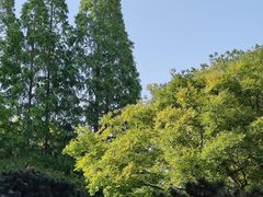 -上海醉白池公园