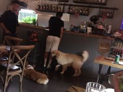 百好乐比萨-百好乐宠物友好餐厅(朝外大街店)