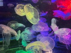 -太平洋海底世界