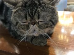 -more than meow吴止猫主题餐厅(承德 中船汇店)