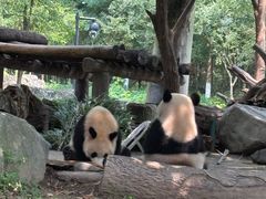 -都江堰中华大熊猫苑