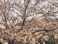 -苏州上方山国家森林公园