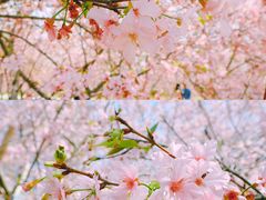 -天适樱花悠乐园