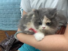 -佳雯宠物医院·皮肤科·内外科(春晓路分院)